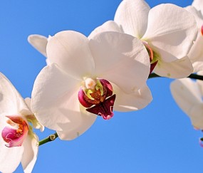 沙坪坝正规助孕捐卵机构，附正规捐卵机构报名表！